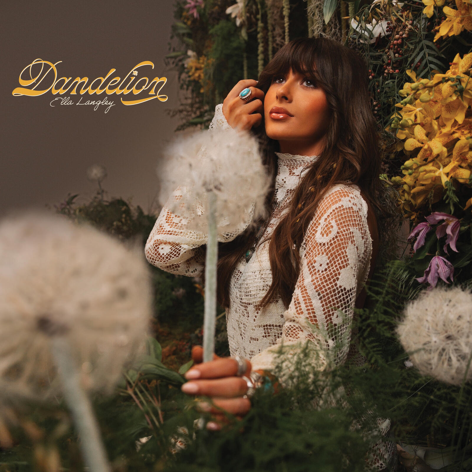 Dandelion cover